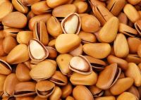 the high quality pine nuts pakistan pine nuts white pine nuts