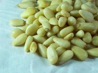 low price pine nut kernels