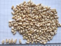 Raw processing type wholesale chinese red pine nut kernels in bluk