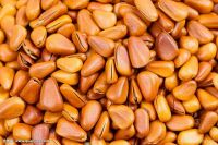 Chinese Supplier wholesale dried Pine nuts