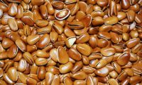 Dried organic Chinese pine nuts/ kernels for sale