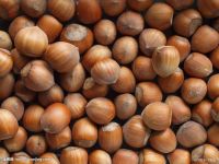 Premium Quality Raw Hazelnut / Organic Grade Hazelnut