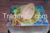 Semi HUsked Coconut
