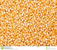 White and Yellow Corn/Maize GRADE 1