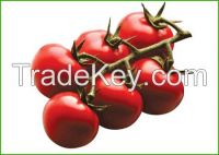 https://fr.tradekey.com/product_view/Bunch-Tomatoes-7749183.html