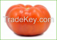 https://fr.tradekey.com/product_view/Beef-Tomatoes-7749187.html