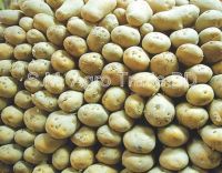 Bangladesh Potato Diamond/Granola