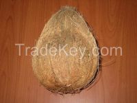 Fresh  Brown Mature  Coconuts  + 550 gm each - Semi Husk 