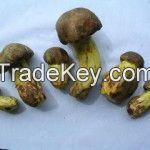 Wild Mushrooms Boletus Speciosus
