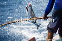 Fresh tuna loins and tuna cans from MALDIVES