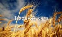Milling Wheat 100% US Grown