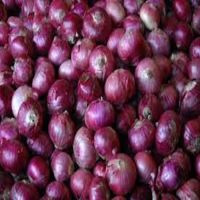 Best price onion