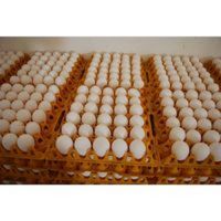 Organic Chicken Eggs