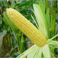 Best quality corn