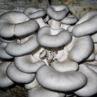  Quality mushroom 
