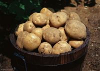 Irish Potatoes