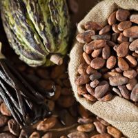 High quality cocoa beans