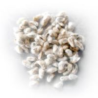 Quality cotton seeds