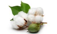 Cheap cotton seeds