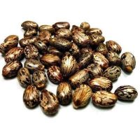 Cheap castor seeds