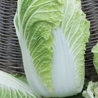Quality cabbage