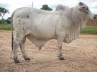Brahman cattles  for sale