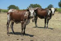 Cattles  for sale