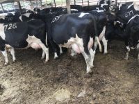 Friesian cows for sale