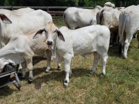 Bonsmara Cattles for sale 
