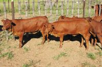 Bonsmara Cattles for sale