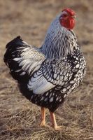 silver Laced Chickens
