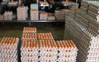 Fresh Brown and white standard eggs