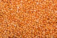 Red Lentil 