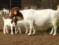 Top Quality Boer Goats 