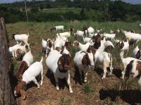 Pure Boer Goats