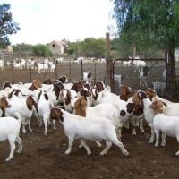 Top Quality Boer Goats