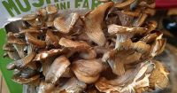 Dried mushroom,