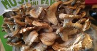 dried  mushroom