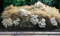 oyster  mushroom