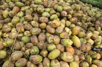 Dried coconut 