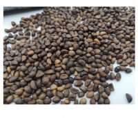 Best Price Organic Water Spinach Seeds Wholesale Distributor