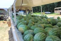 Fresh Sweet Water Melons