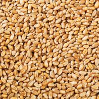 High Quality Wheat Grain From South Africa