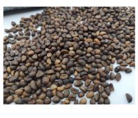 All Kinds of Black White Sunflower Seeds for Oil Extraction from South Africa