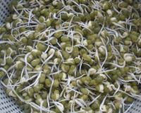 small size,2.6mm-3.5mm high quality moong dal price Green Mung Beans for sprouting