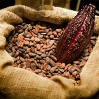 Organic Dry Cocoa Beans for Sale