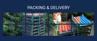 High Grade Wholesale Export from South Africa  Bulk Box Style Storage Red Fresh Tomatoes Organic Color Weight Type