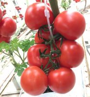 Hybrid F1 Tomato Seeds for Planting for greenhouse
