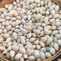 High Quality Ginkgo Nuts Roasted Ginko Nuts for Sale