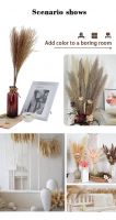 Wholesale Reed In Vase Feather Seeds White Pampas Grass
